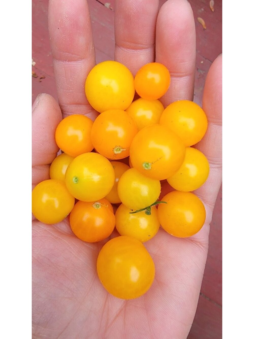 Dwarf Micro Tom Tiny Tim Tomato Seeds Yellow heirloom vegetable seeds 传家宝汤姆微型小番茄